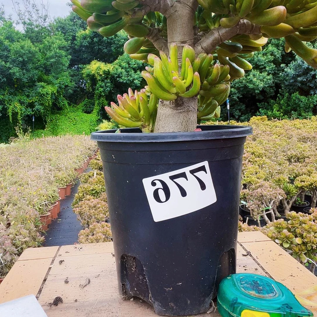 776号吸财树不带盆
