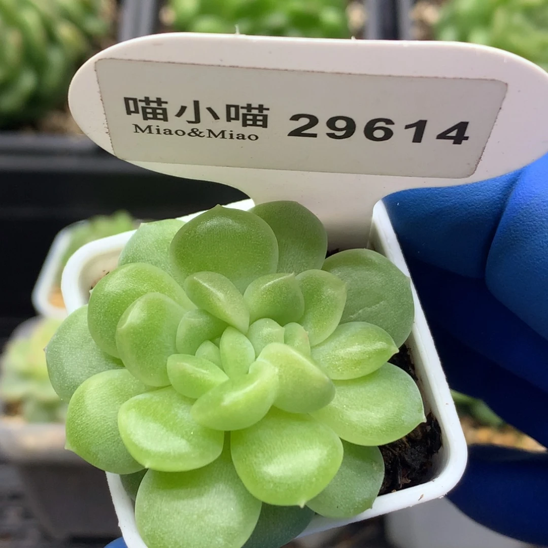 多肉植物杂交珍妮