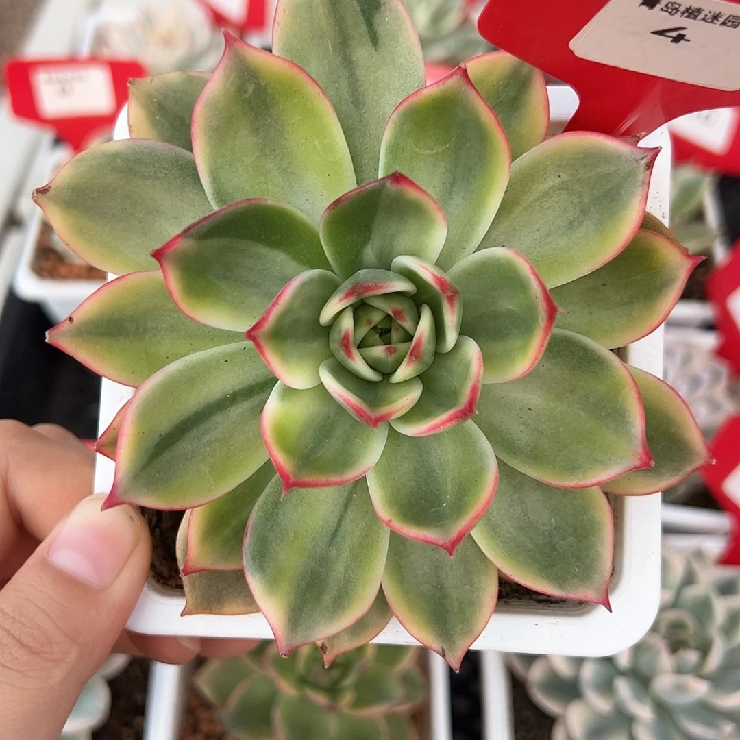 4号桃花锦多肉植物