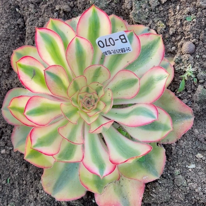 70爱丽思多肉12345678