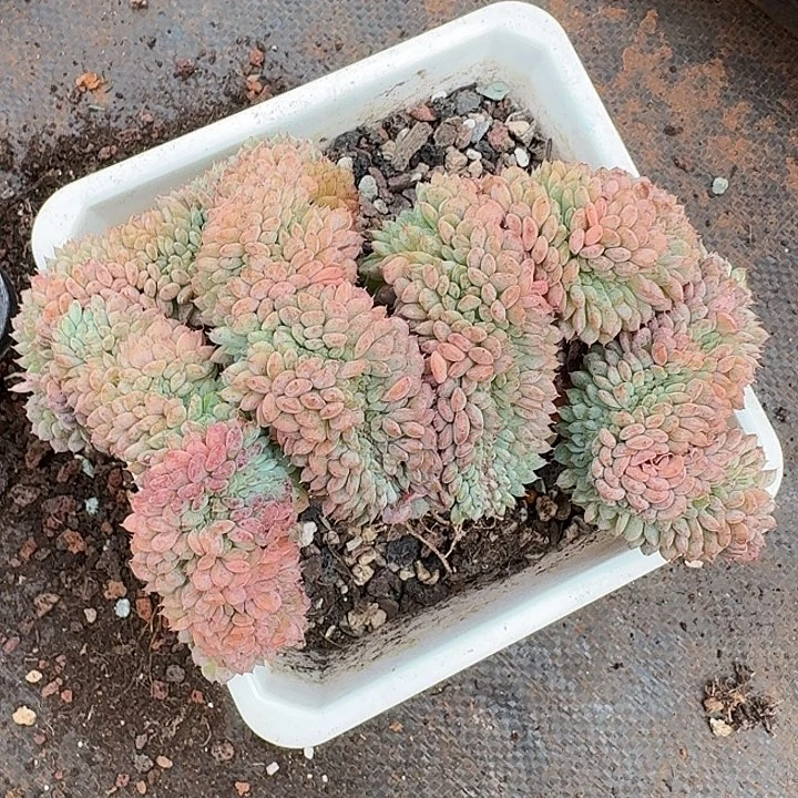 白胖子缀化多肉开炸