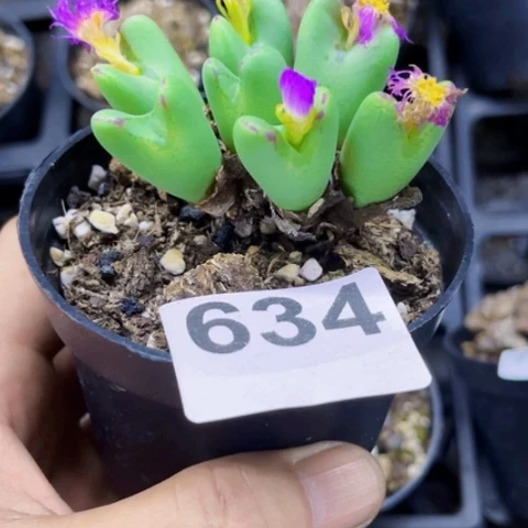 634少蒋一物一图如图