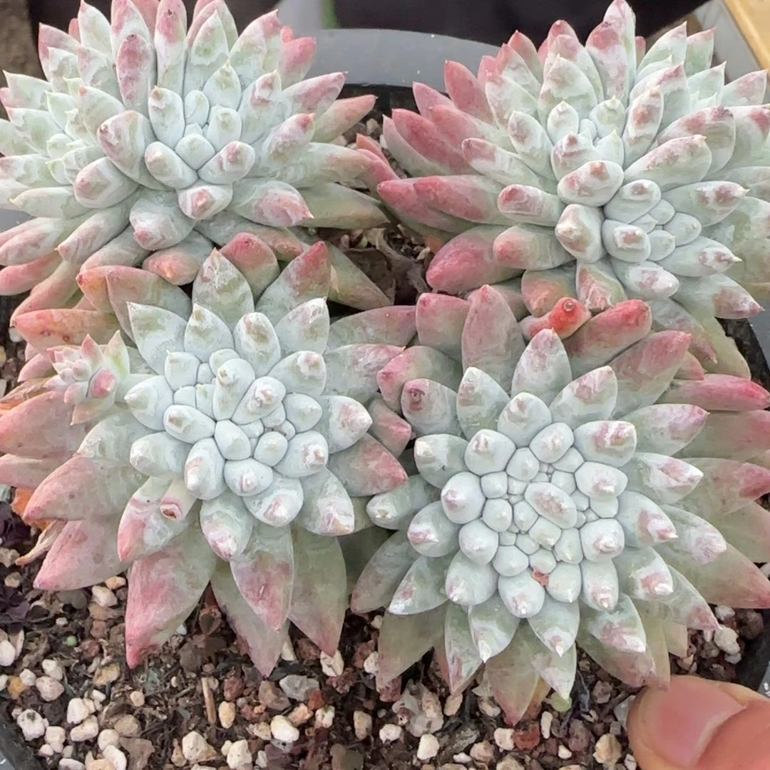 6**320250202w多肉6.03