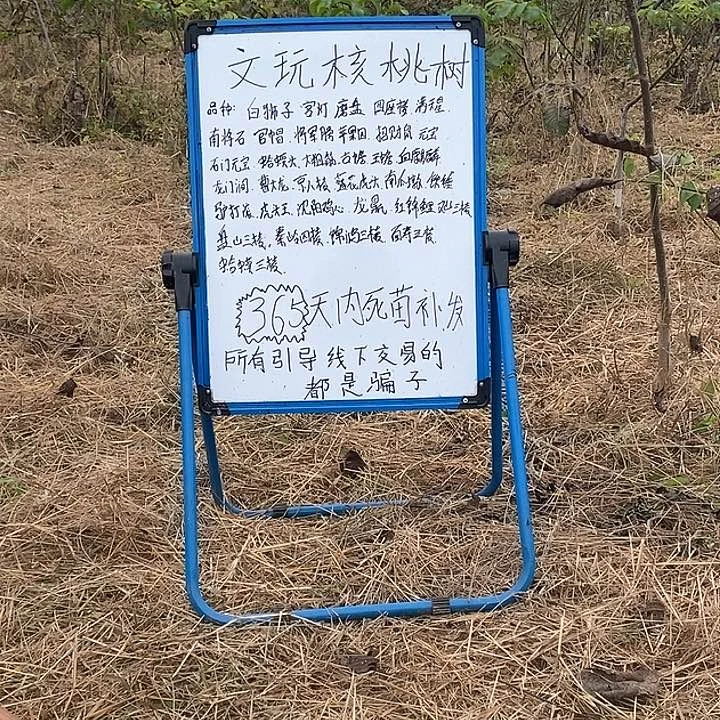 完全开放李*贤磨盘麻核桃树苗绿植