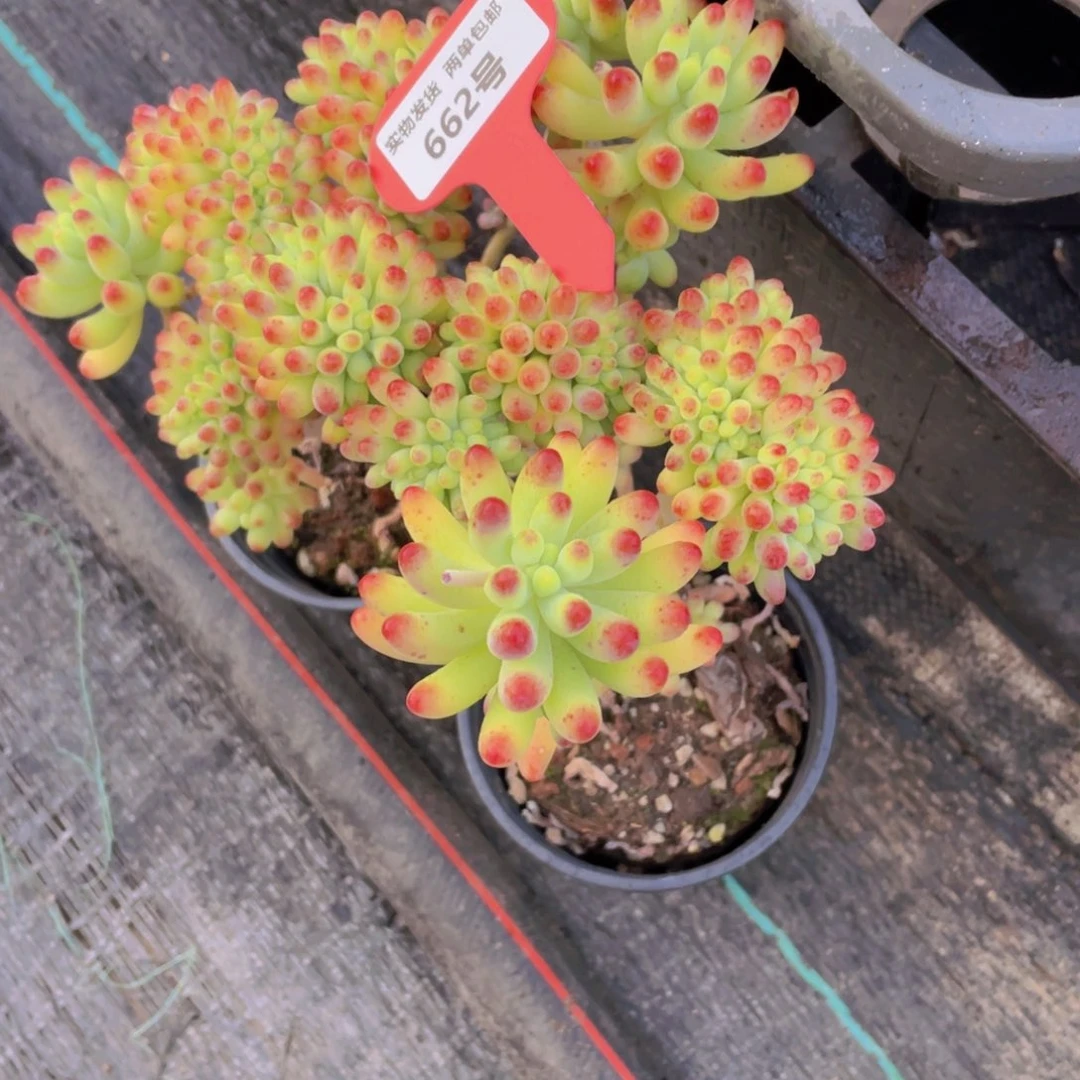 662号 老桩果冻乙女心缀化一个