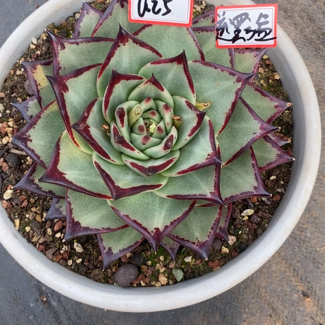 小**黄福利美乌a25