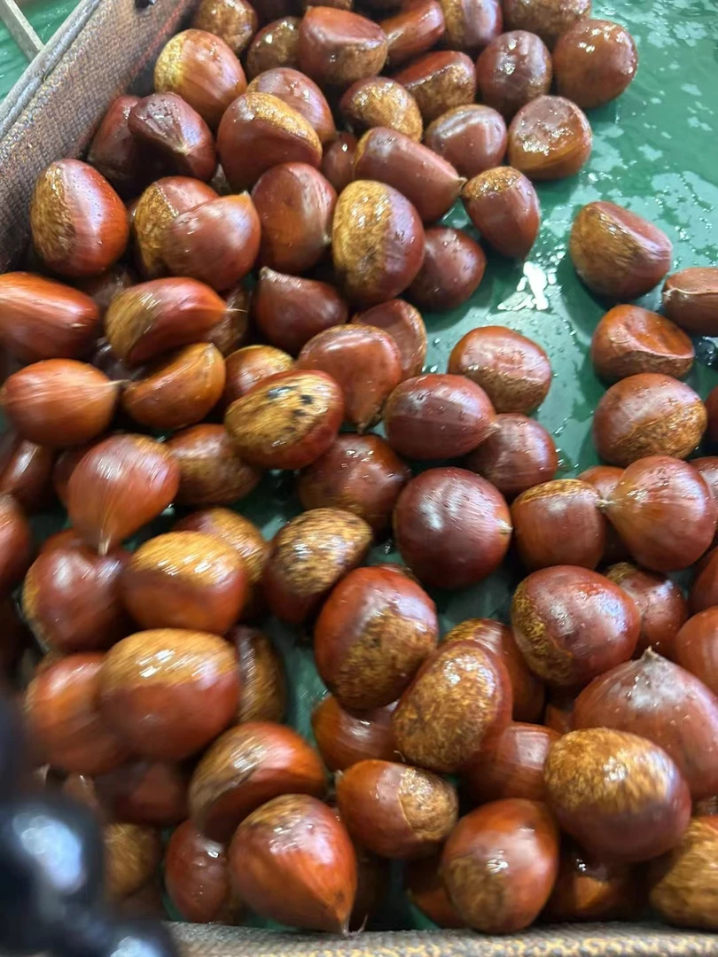 不难剥皮丹东老品种板栗大果现摘现发5斤半包邮
