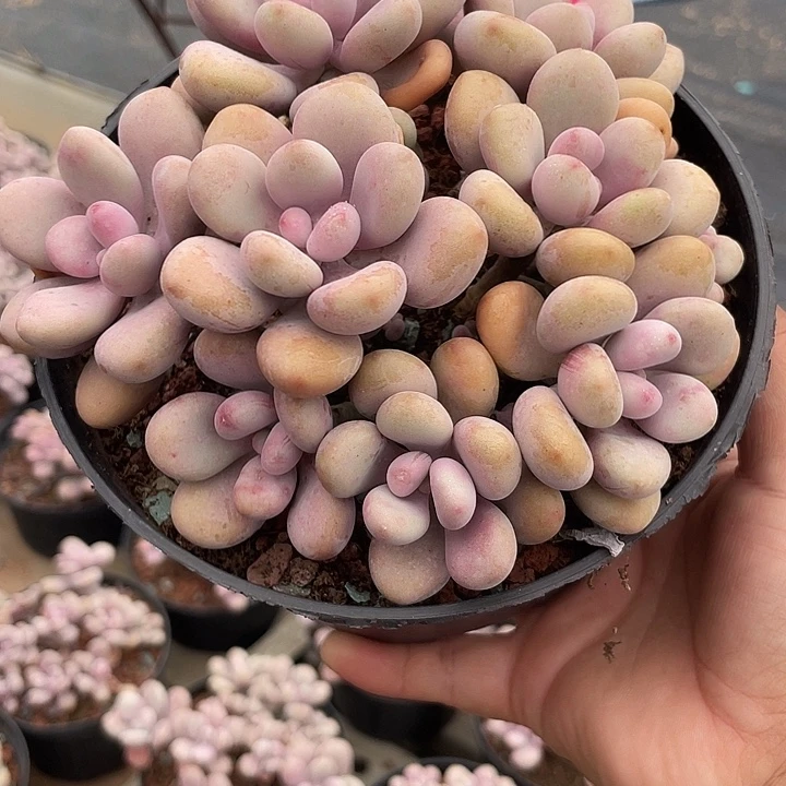 桃蛋多肉植物群生698