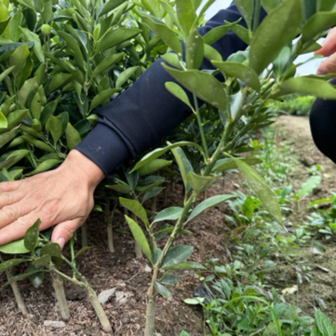 大果金桔裸根苗 柑橘新品种