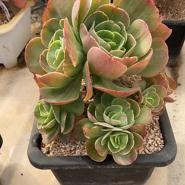 莫妮卡群生多肉植物