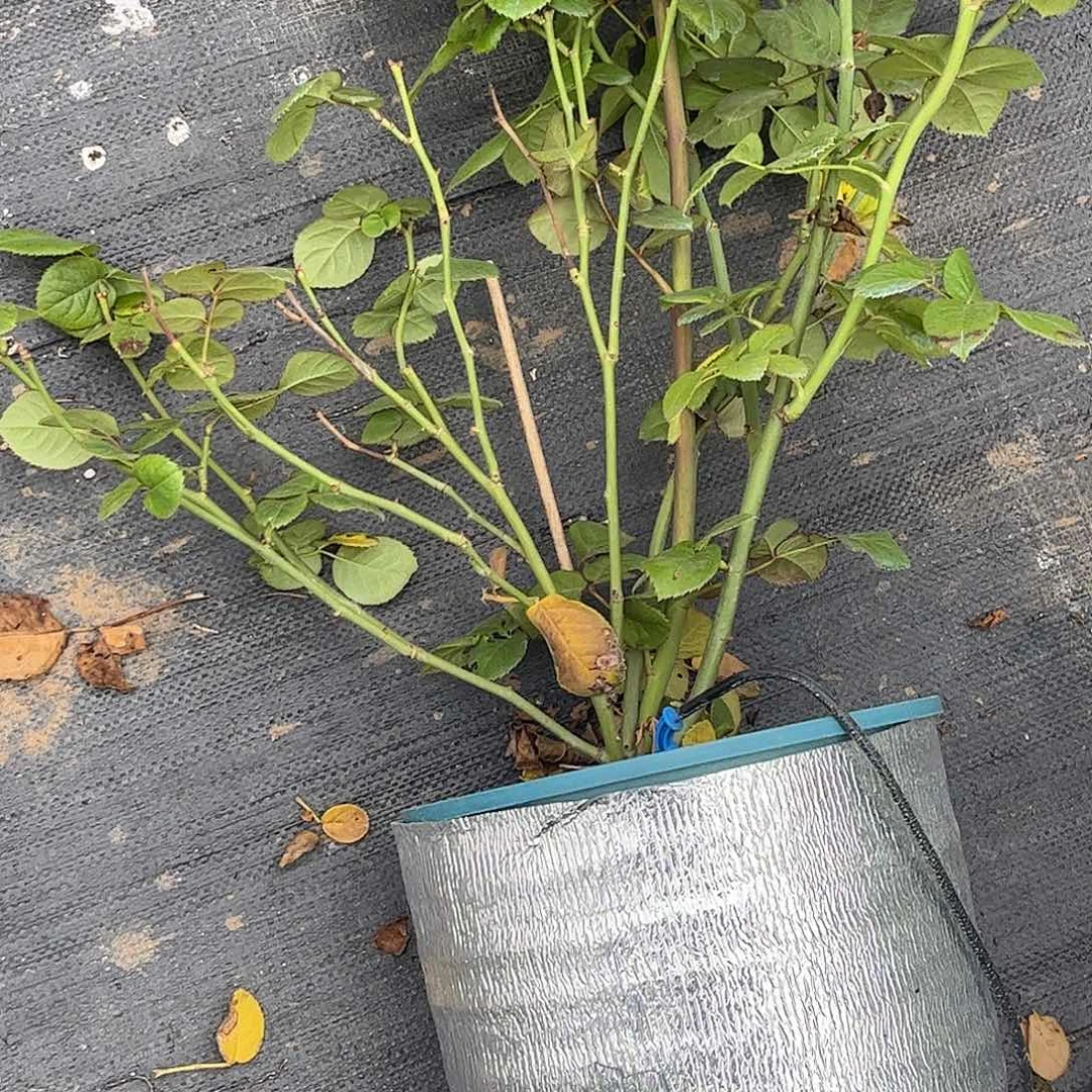 无花朵冰上芭蕾，1.8加仑土球发货