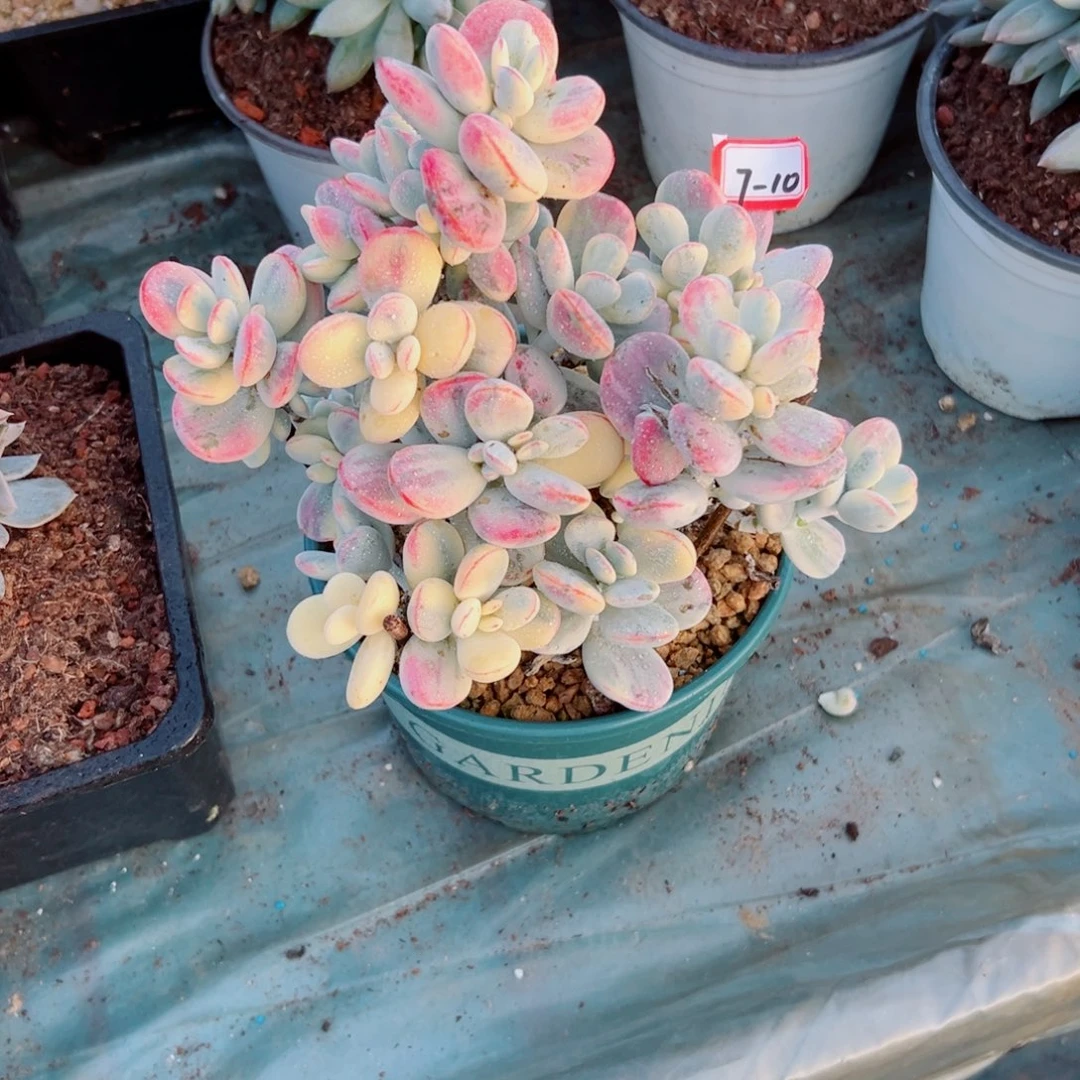l***w精品多肉植物老桩