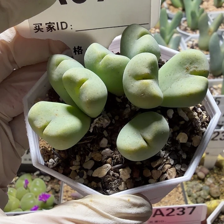 小***朵077。满38包邮肉锥