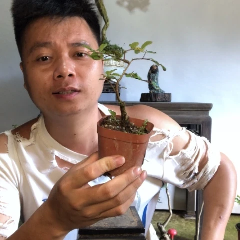 无花朵盆景盆栽植物