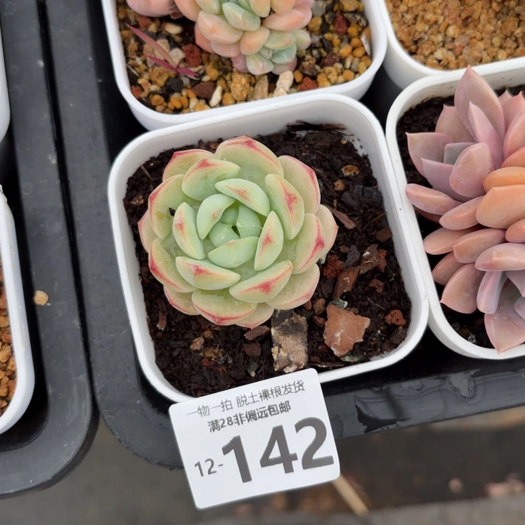 香草单头多肉多肉