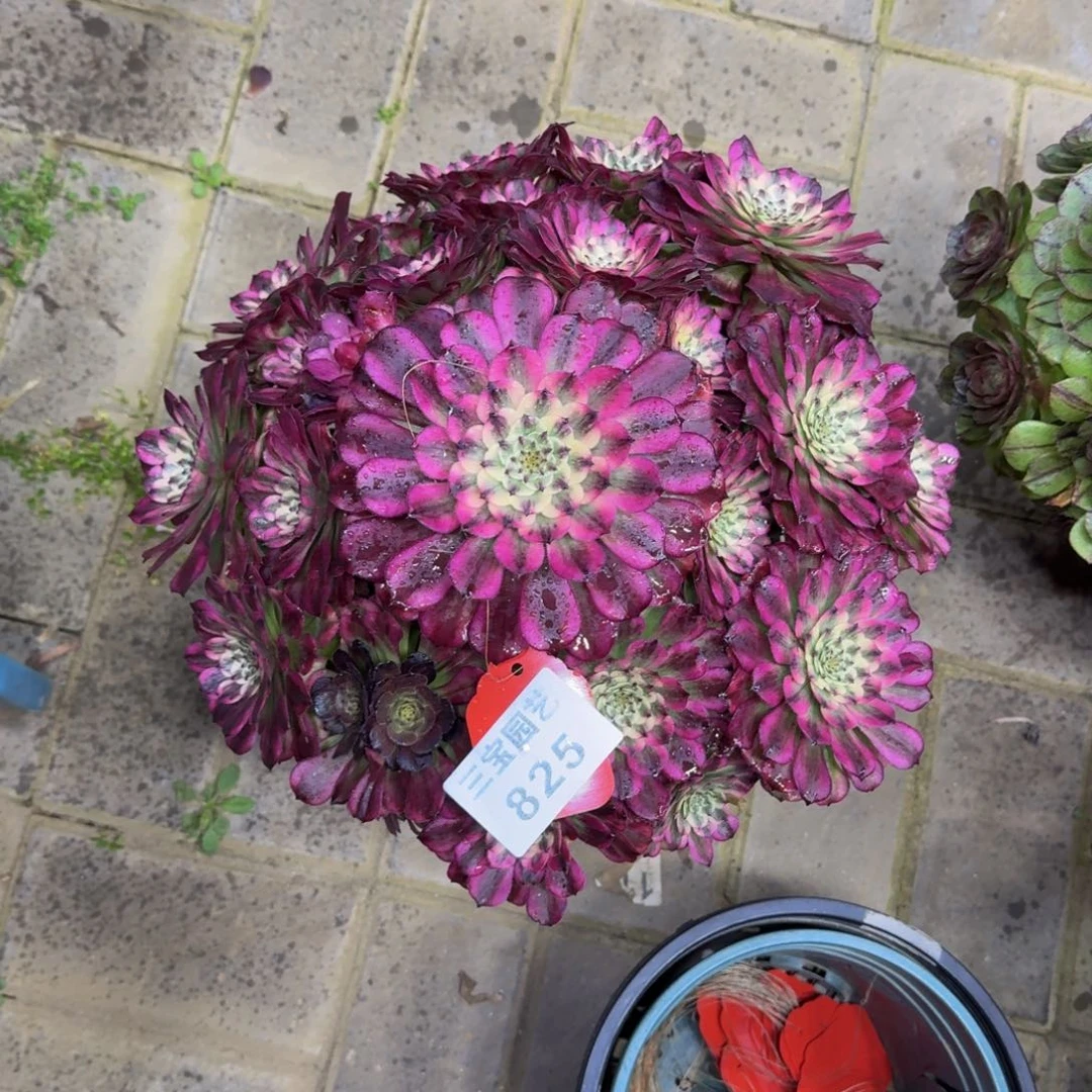 小***.多肉植物825辉煌