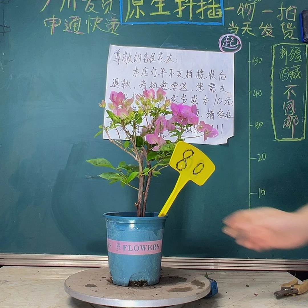 当前无花栽培后可以开花  口红  80