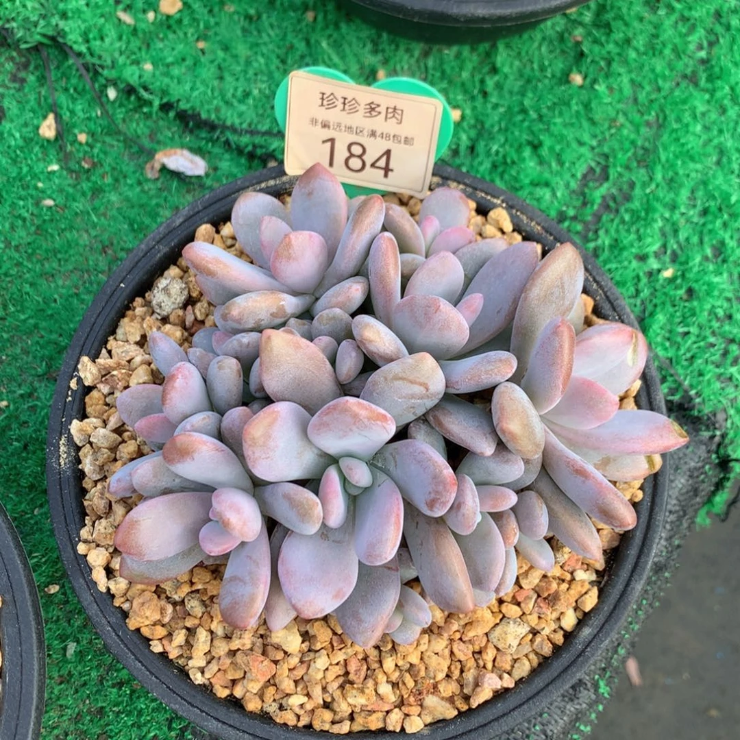 悟***～粉兔群生无砍平头184