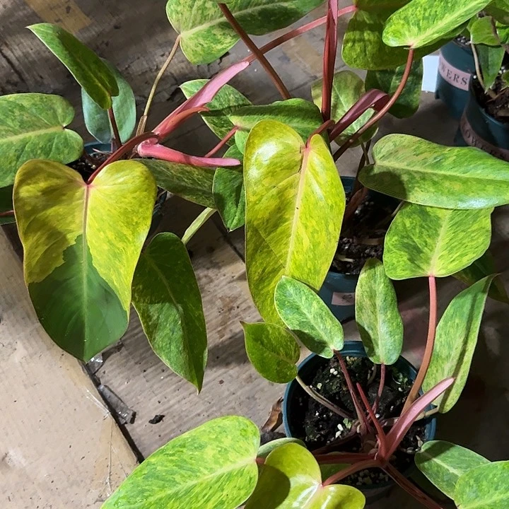 无花朵油画女郎蔓绿绒