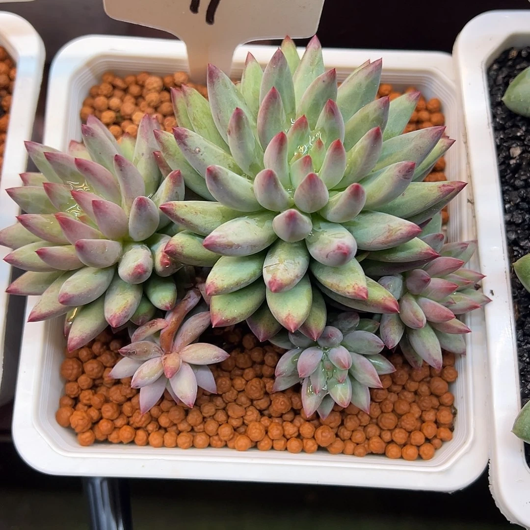*****17多肉植物一物一拍
