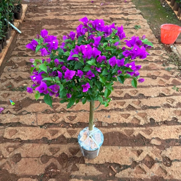 【三角梅-云南紫】一点五加仑原盆原土带花发货（能接受掉花叶在拍）