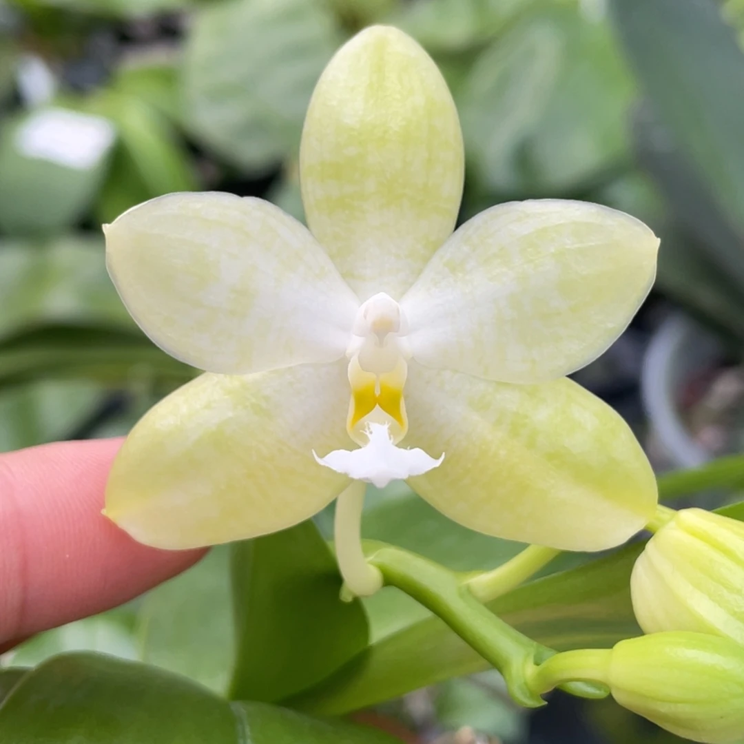 大部分花苞少量开放