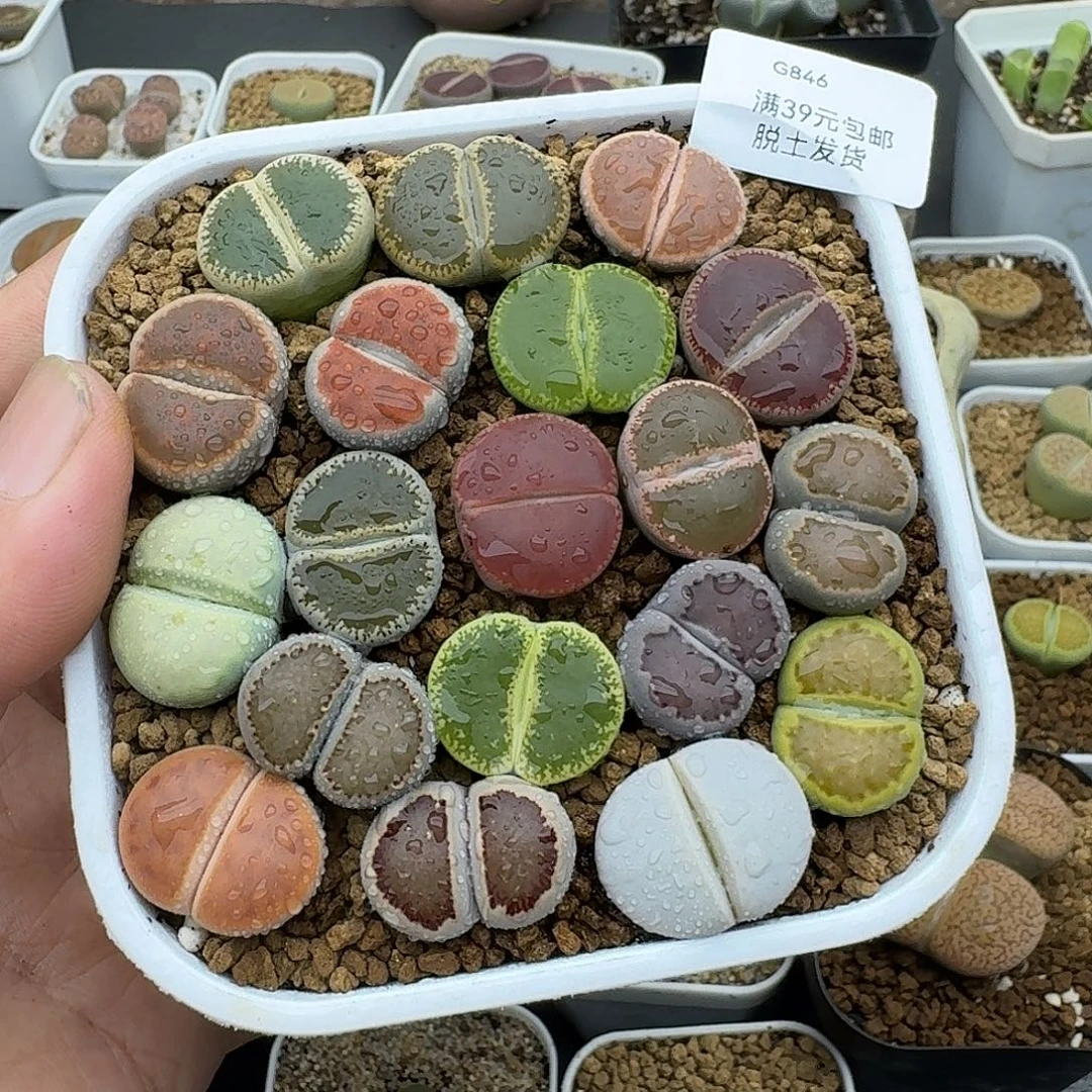 846多肉哈哈哈哈哈哈哈哈