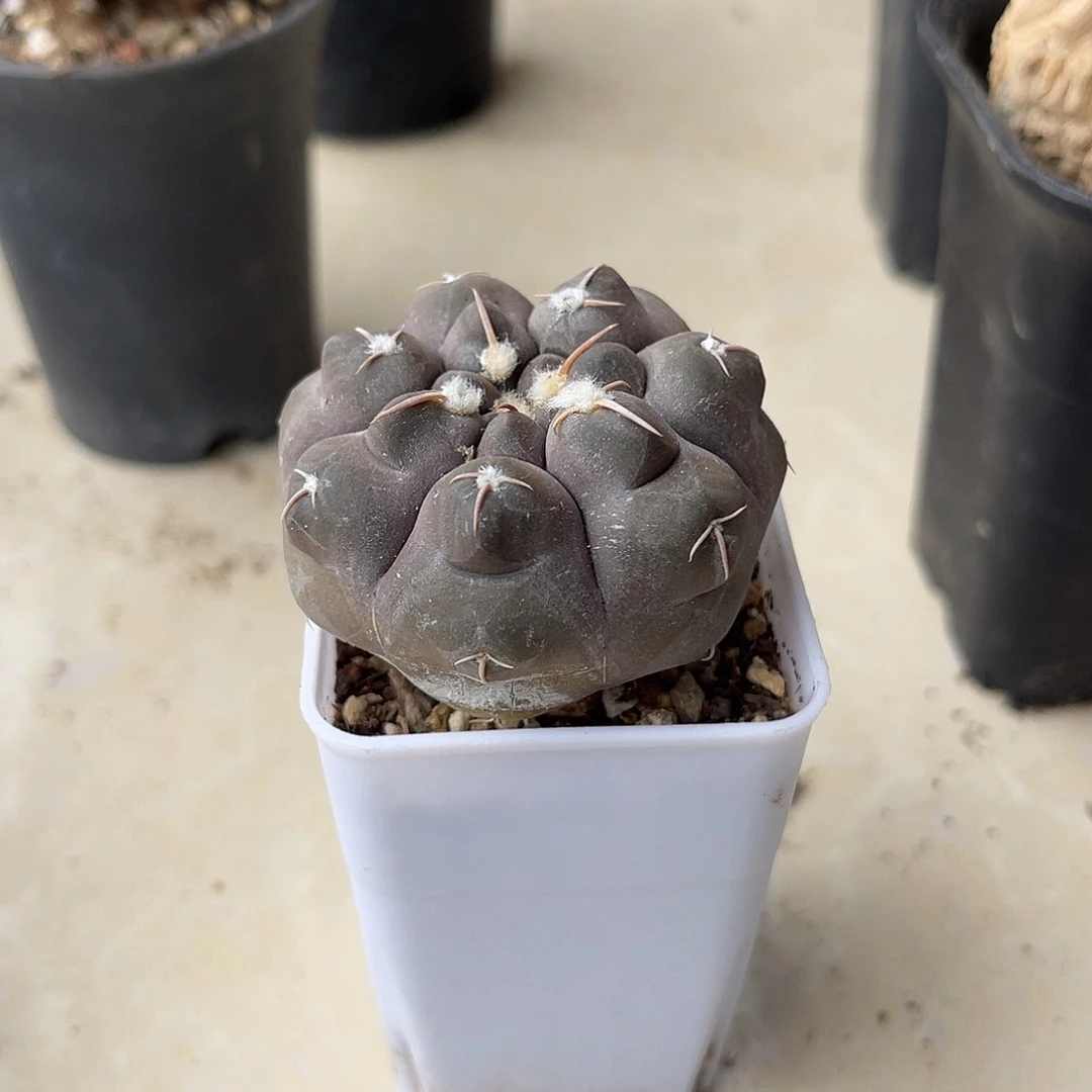 实生龟甲铅皮仙人球