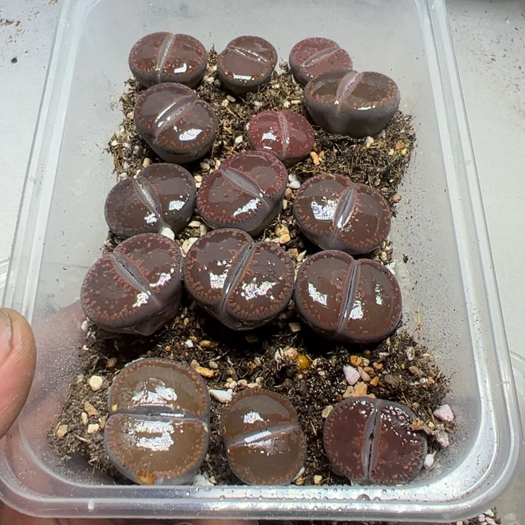 【闪购商品】 089。