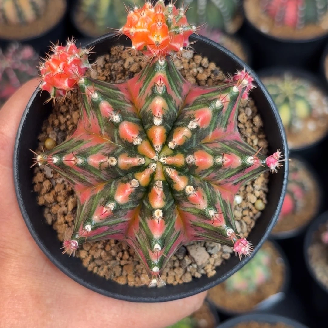 泰系米哈实生仙人球母本101