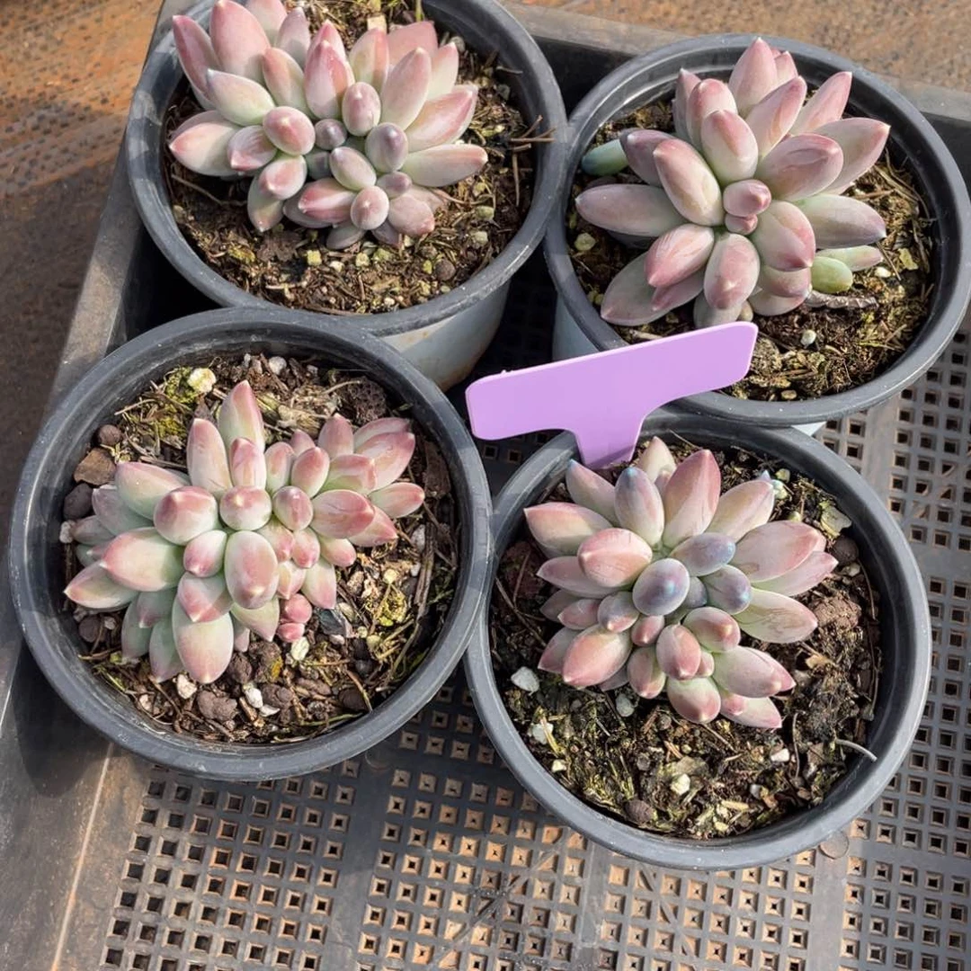 姐姐说要不就别把这