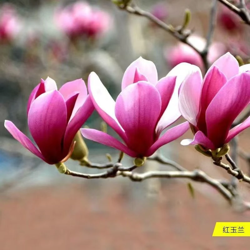 浓香型玉兰花树苗庭院盆栽矮化花卉耐寒四季开花好养