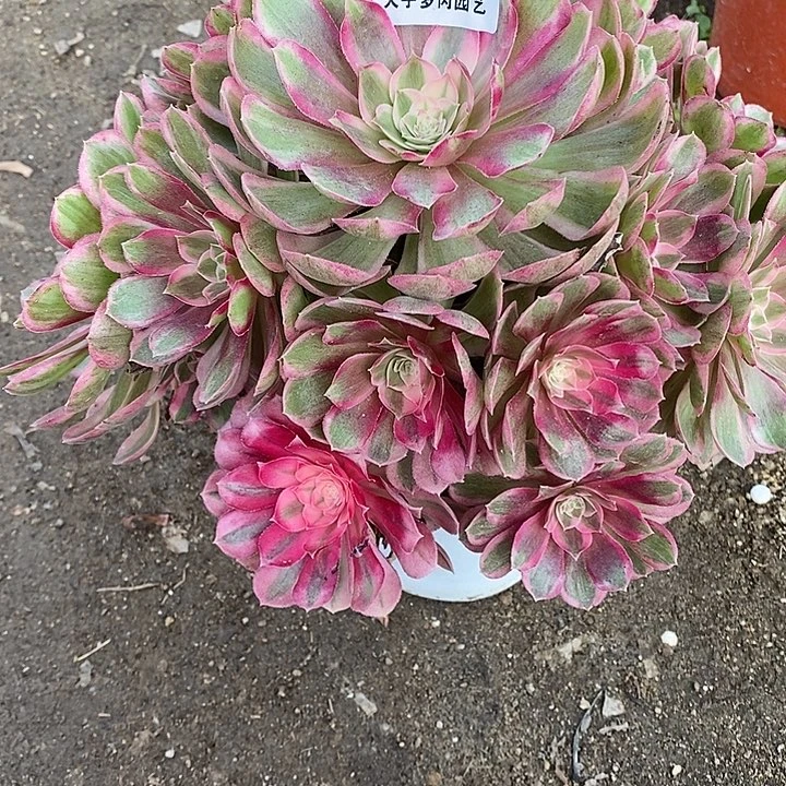 多肉植物孔雀玲971多肉