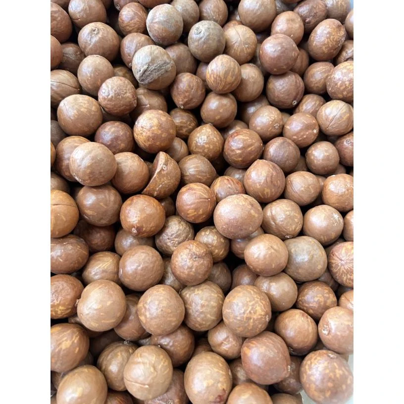 云南新鲜夏威夷果自然晾晒超大果未开口坚果送开口器