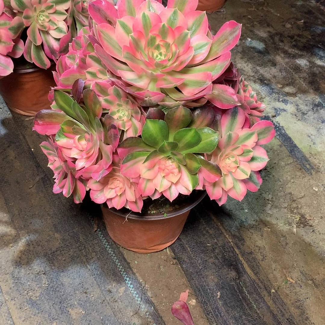 偏***你多肉多肉多肉多肉145