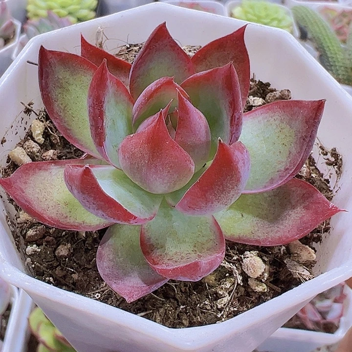 八角盆惊鸿19包邮多肉植物