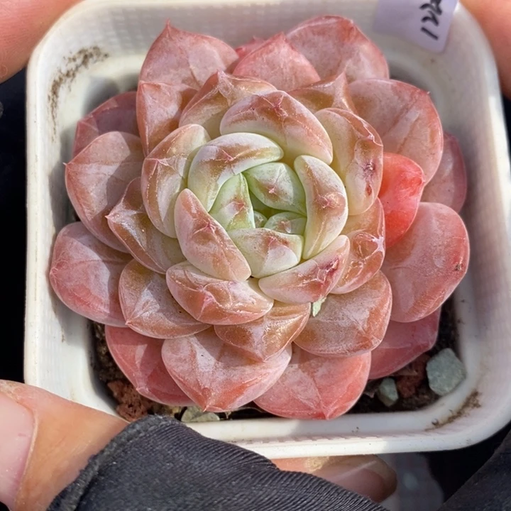 1220-585，粉魄多肉