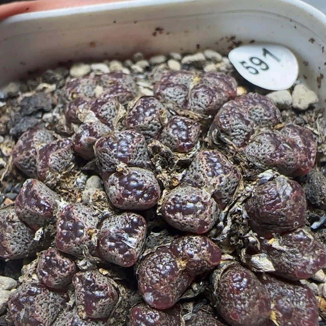 20头漂亮多肉植物591