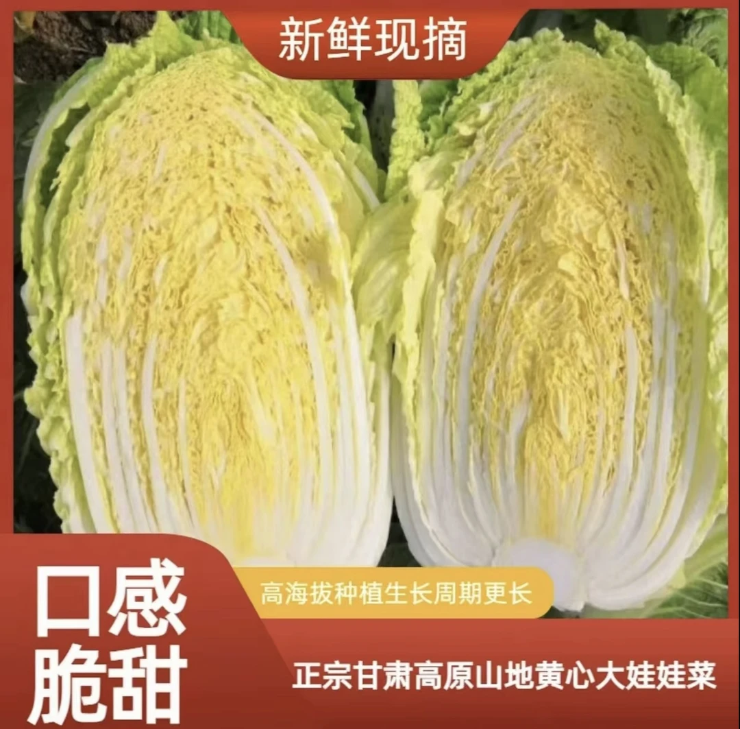 甘肃高原现摘黄心娃娃菜新鲜健康鲜甜无筋无丝5/9斤包邮