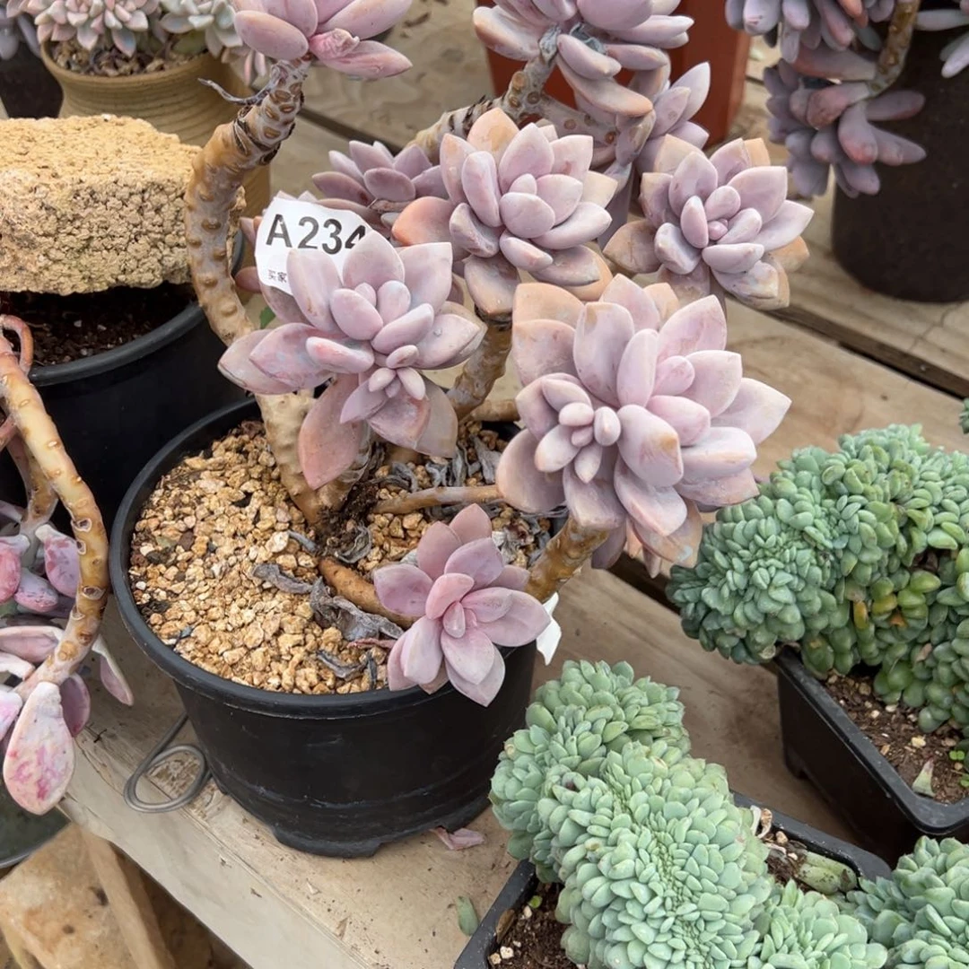 依***雨桃霜多肉234号多肉