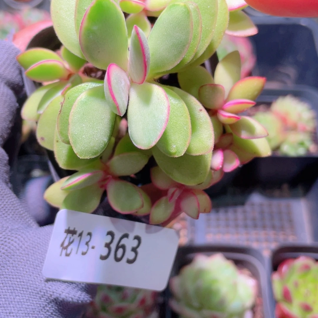 花利美13-363糖果锦