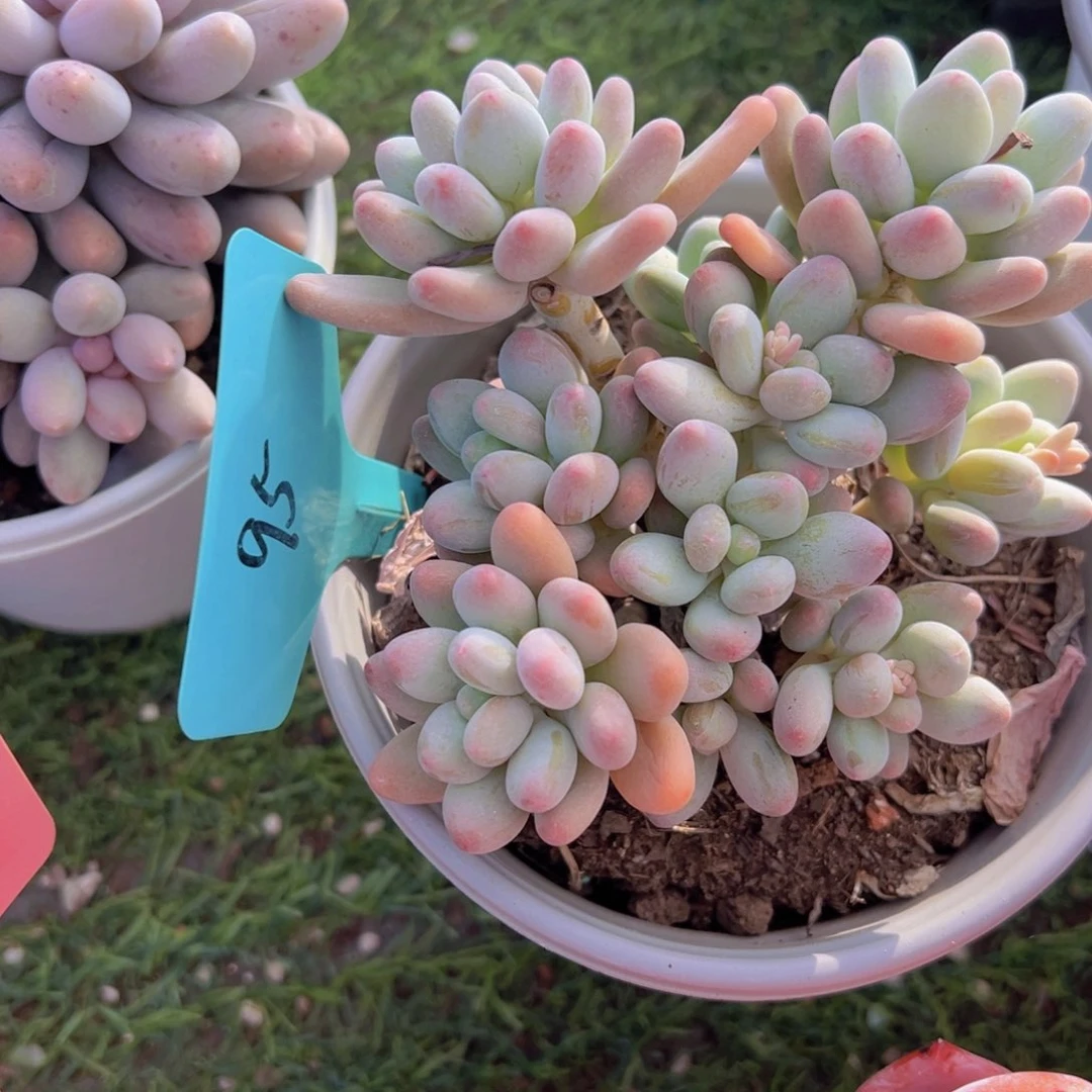 香玉的故事是一个人的