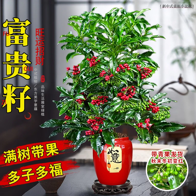 【带青果发货】富贵籽盆栽万两喜庆红果花卉植物室内办公好养活绿植