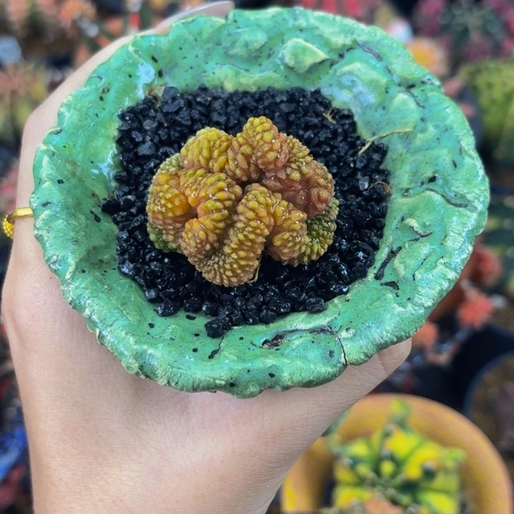 黄金貘缀0000000000005