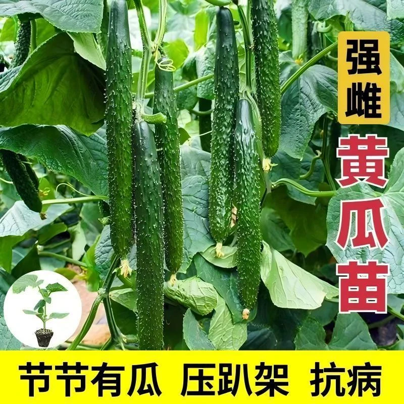 黄瓜苗黄瓜秧苗水果黄瓜带土发货密刺黄瓜早熟高产抗病旱黄瓜阳台