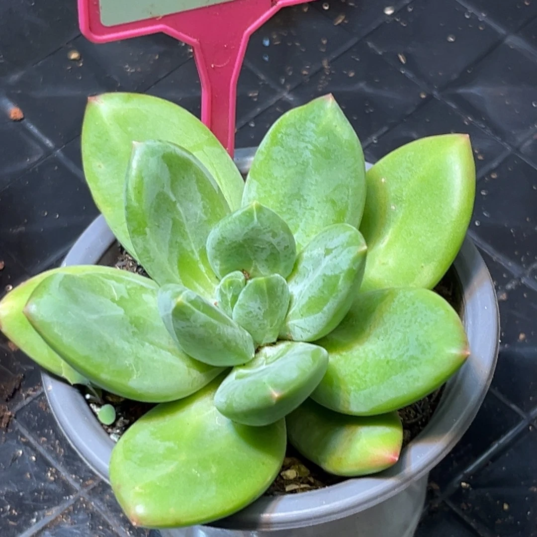 多肉植物圆叶海洋237