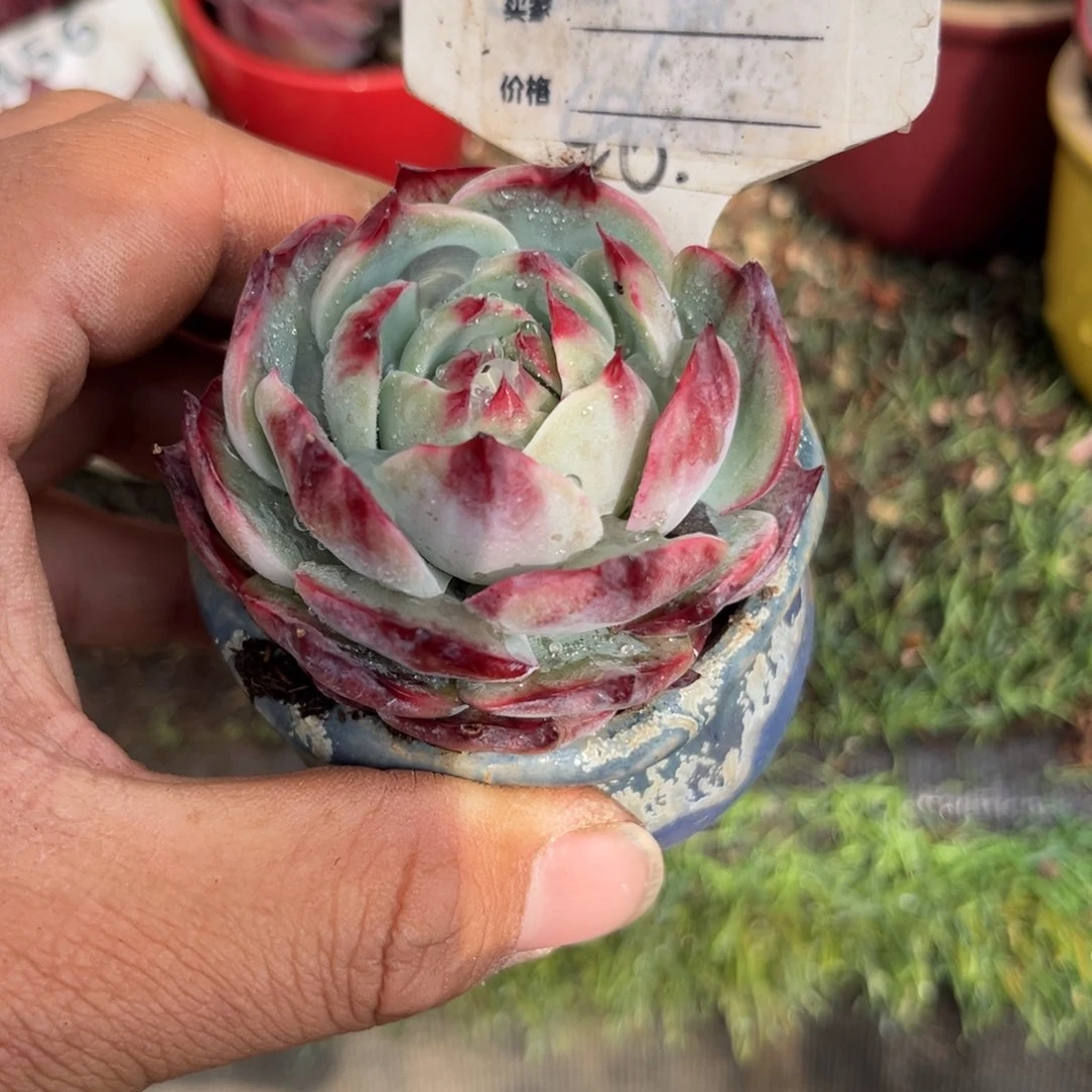 惊鸿一瞥669号多肉植物