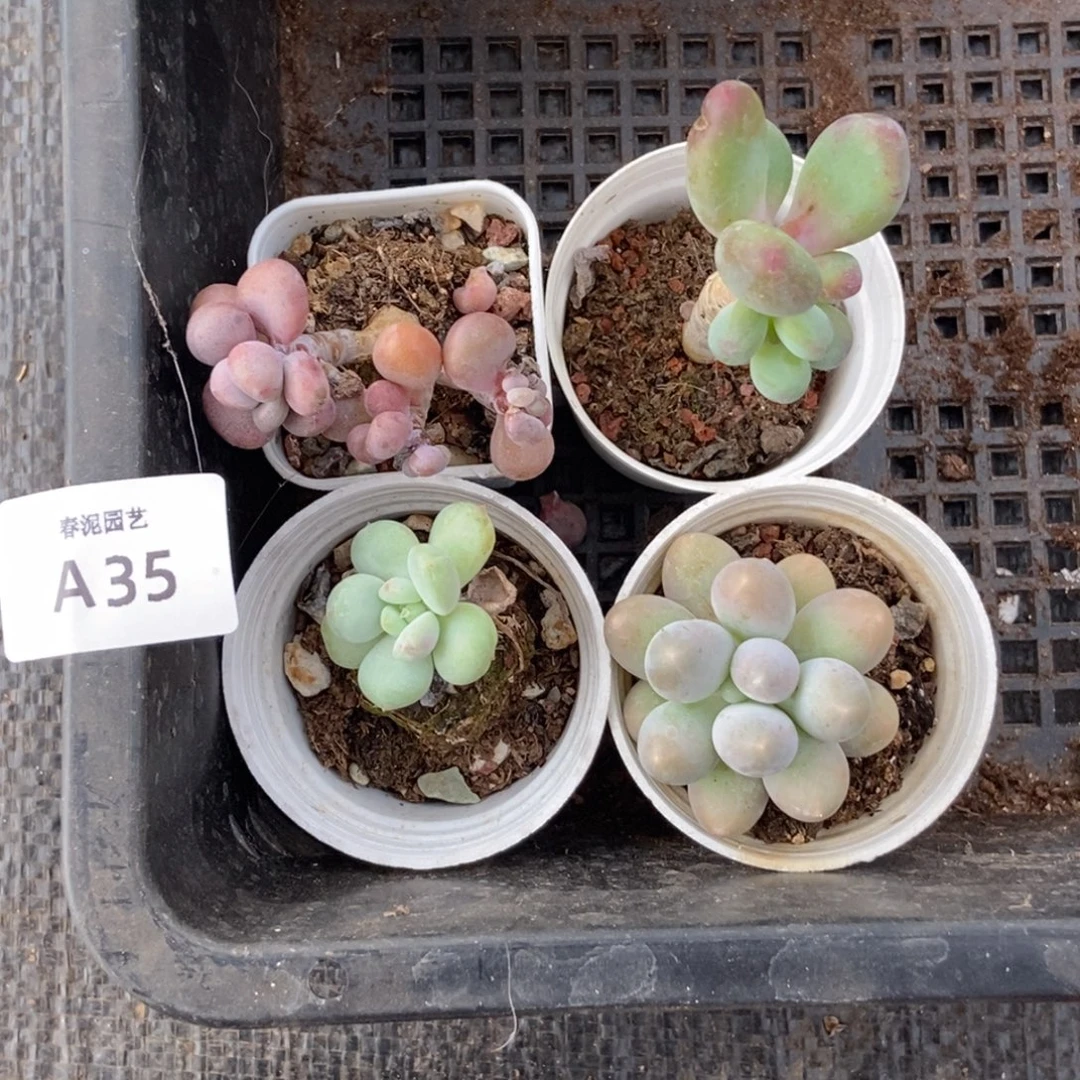 春泥家多肉一物一拍A35