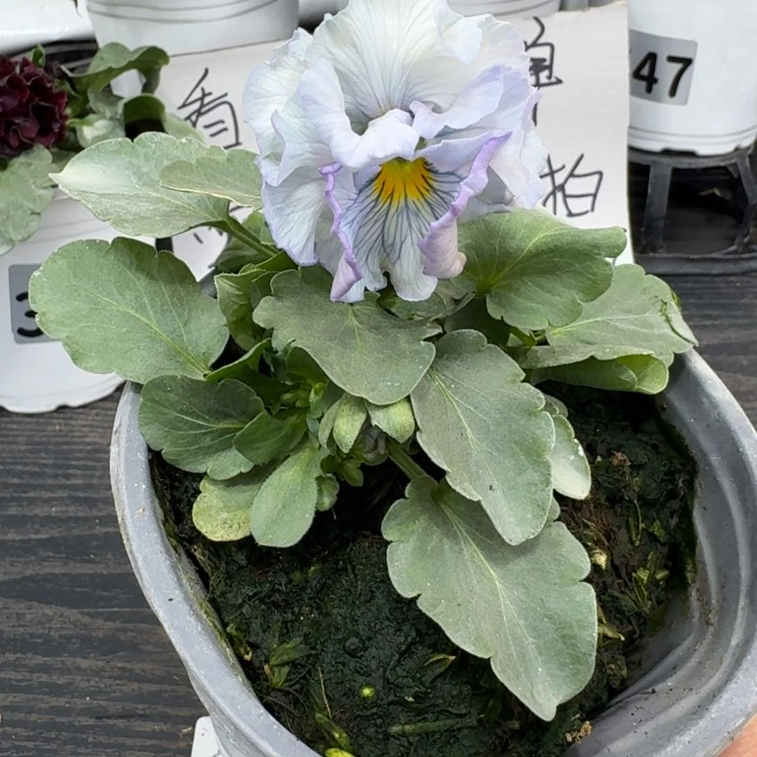 全部花朵680号木村