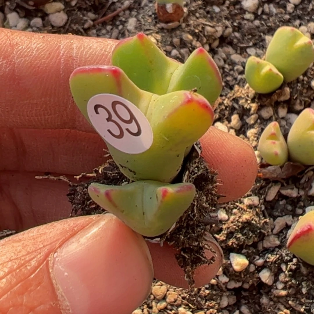 多肉植物111111111111111